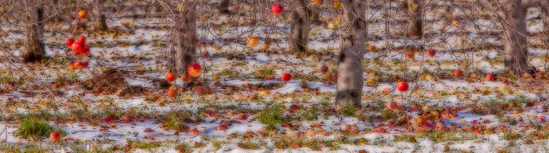 apples-86