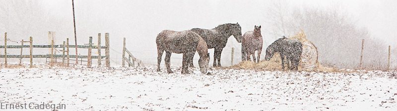 at-the-feeder-8