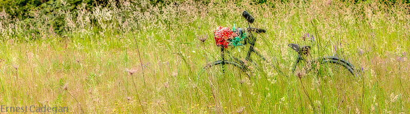 bike-in-the-grass