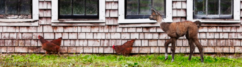 cria-noisette-and-the-chickens