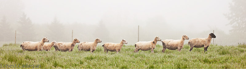 jackies-sheep-4
