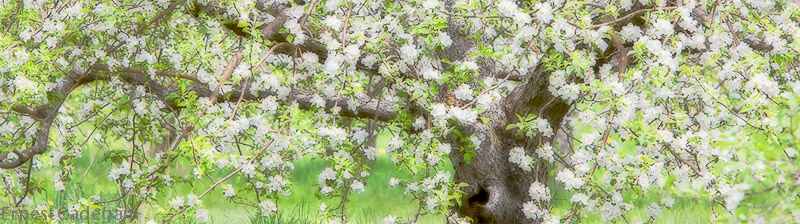 orchard-2012-#7