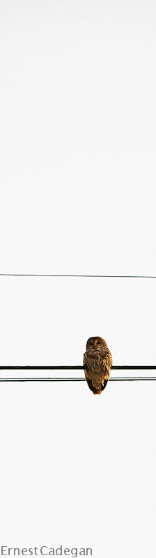 perched-on-a-wire-2