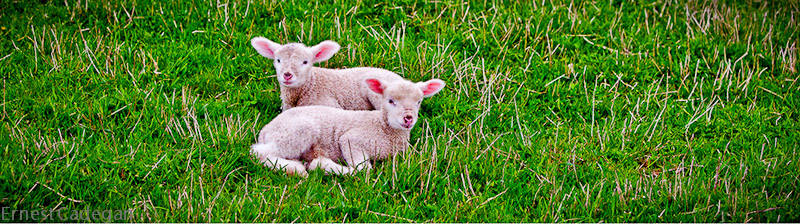 pias-sheep-1