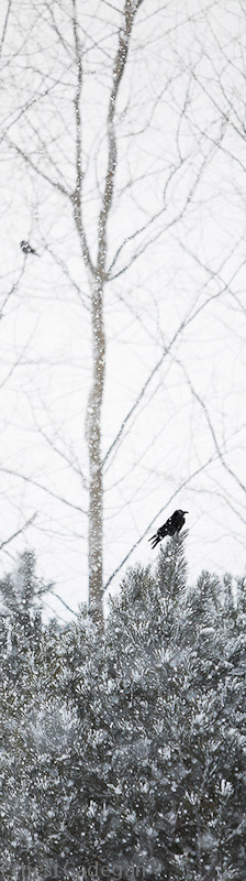 snowy-perch